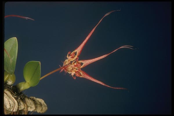 115016 Collettii (Bulbophyllum) A4 Photo Print
