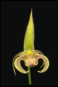 115017 Lobbii (Bulbophyllum) A4 Photo Print