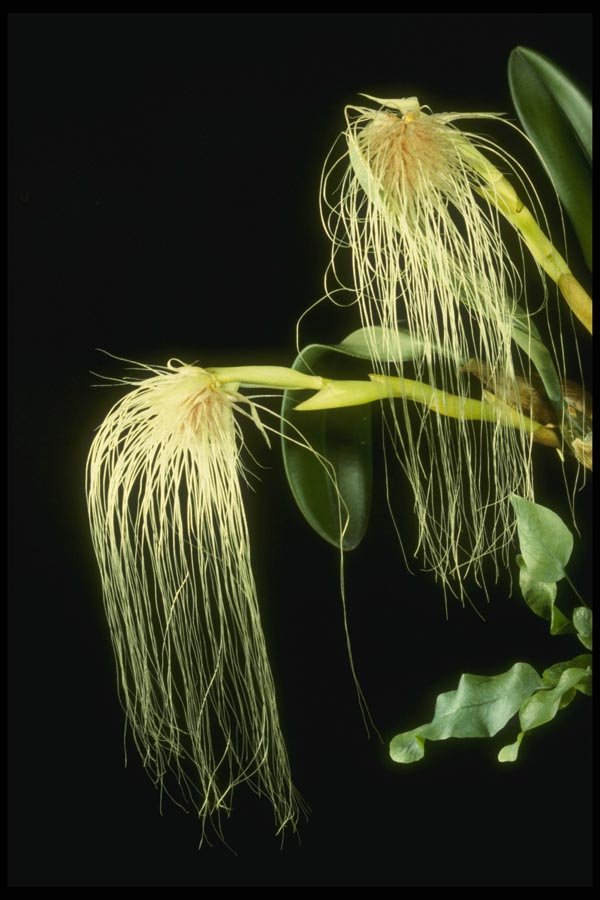 115018 Orchidglade II, 2 Flowers (Bulbophyllum Medusae) A4 Photo Print