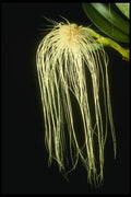 115019 Orchidglade II, Close Up (Bulbophyllum Medusae) A4 Photo Print
