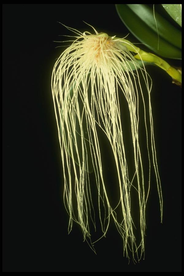115019 Orchidglade II, Close Up (Bulbophyllum Medusae) A4 Photo Print