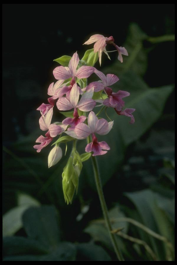 115020 Regnieri (Calanthe Vestita) A4 Photo Print