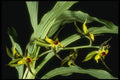 115021 Expansum (Catasetum) A4 Photo Print