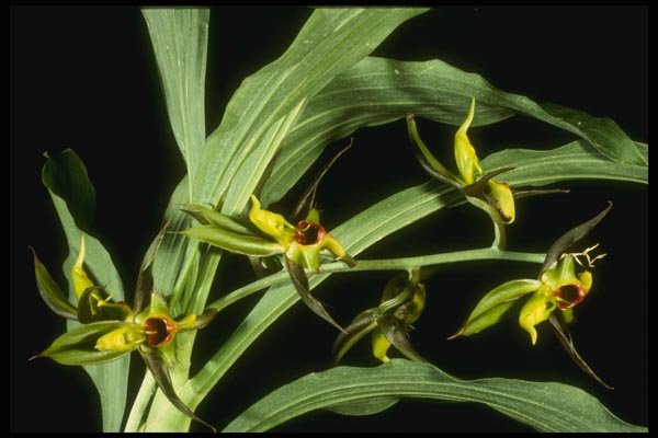 115021 Expansum (Catasetum) A4 Photo Print