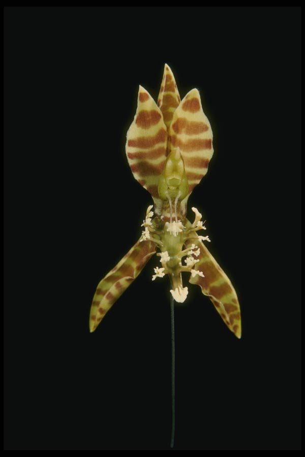 115022 Randii, Close Up (Catasetum) A4 Photo Print