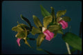 115023 Bicolor (Cattleya) A4 Photo Print