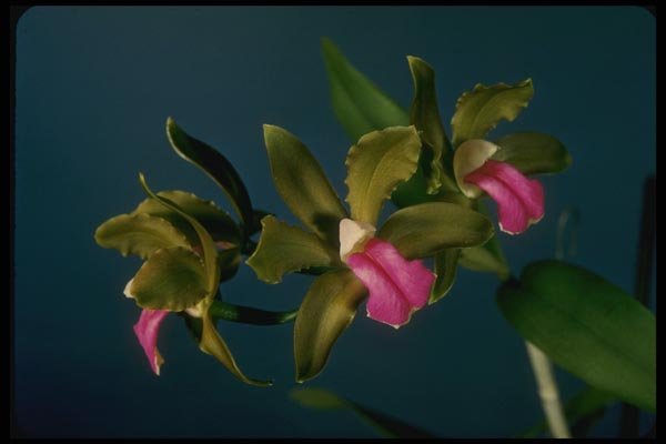 115023 Bicolor (Cattleya) A4 Photo Print