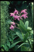 115024 Bowringiana (Cattleya) A4 Photo Print