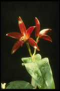 115025 Chocolate Drop (Cattleya) A4 Photo Print