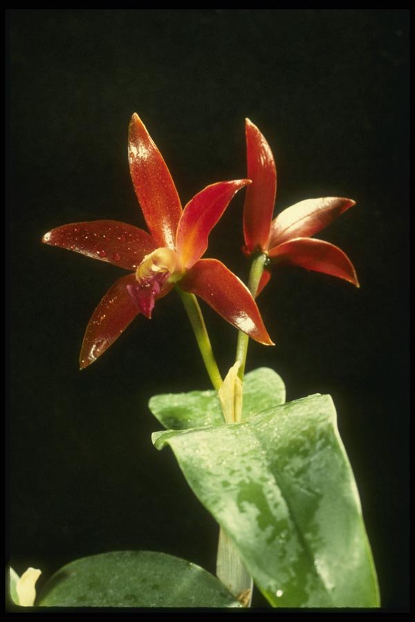 115025 Chocolate Drop (Cattleya) A4 Photo Print