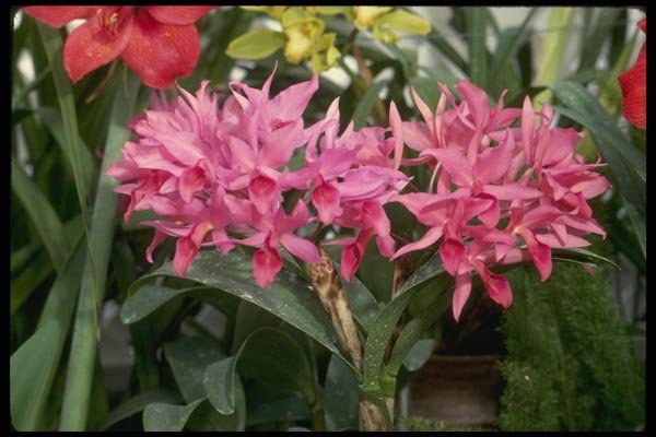 115026 Deckeri (Cattleya) A4 Photo Print
