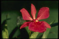115027 Keith Roth (Cattleya) A4 Photo Print