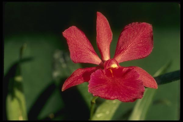 115027 Keith Roth (Cattleya) A4 Photo Print