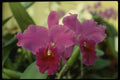 115028 Labiata 'Mattle Shave' (Cattleya) A4 Photo Print