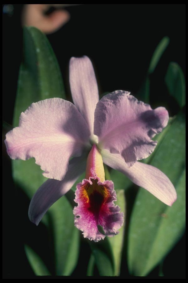 115029 Perci Valiana (Cattleya) A4 Photo Print
