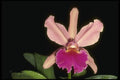 115030 Rembrandt (Cattleya) A4 Photo Print