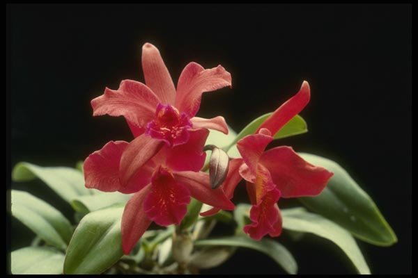 115031 Schillerana (Cattleya) A4 Photo Print