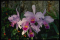 115032 Schruederae (Cattleya) A4 Photo Print