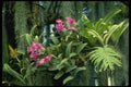 115033 Skinneri (Cattleya) A4 Photo Print
