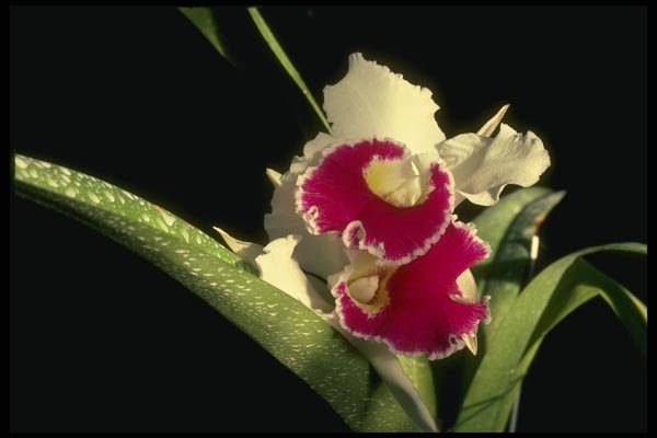 115034 Warcewiczii (Cattleya) A4 Photo Print