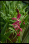 115035 Vulcancia (Cochlioda) A4 Photo Print