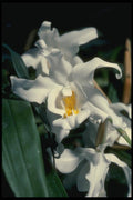 115036 Cristata (Coelogyne) A4 Photo Print