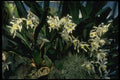 115037 Glandulosa (Coelogyne) A4 Photo Print