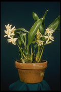 115038 Ochracea (Coelogyne) A4 Photo Print