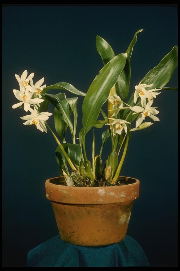 115038 Ochracea (Coelogyne) A4 Photo Print
