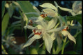 115039 Sparsa (Coelogyne) A4 Photo Print