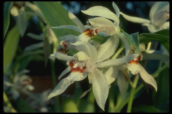 115039 Sparsa (Coelogyne) A4 Photo Print