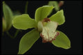 115040 Big Trees (Cymbidium) A4 Photo Print