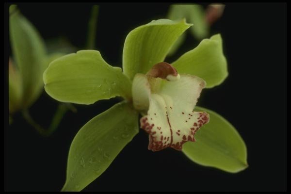 115040 Big Trees (Cymbidium) A4 Photo Print