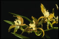 115041 Eburneum (Cymbidium) A4 Photo Print