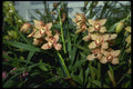 115042 Firewheel (Cymbidium) A4 Photo Print