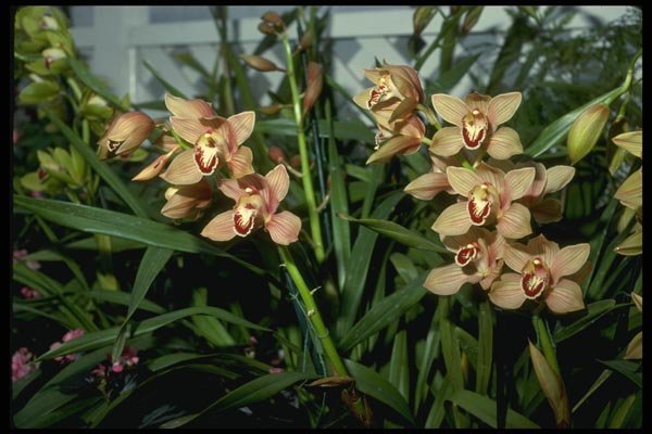 115042 Firewheel (Cymbidium) A4 Photo Print