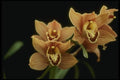 115043 Firewheel, Close Up (Cymbidium) A4 Photo Print