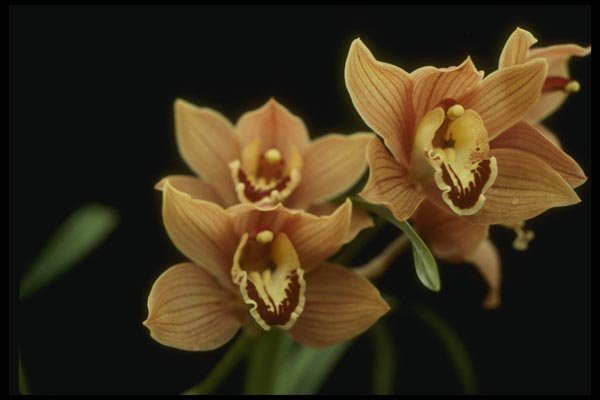 115043 Firewheel, Close Up (Cymbidium) A4 Photo Print