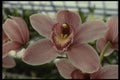 115044 Lilian Stewart 'Nadine' (Cymbidium) A4 Photo Print