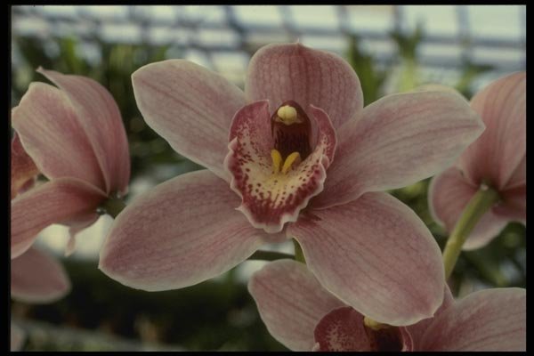 115044 Lilian Stewart 'Nadine' (Cymbidium) A4 Photo Print