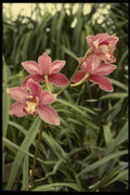 115045 New Dawn (Cymbidium) A4 Photo Print