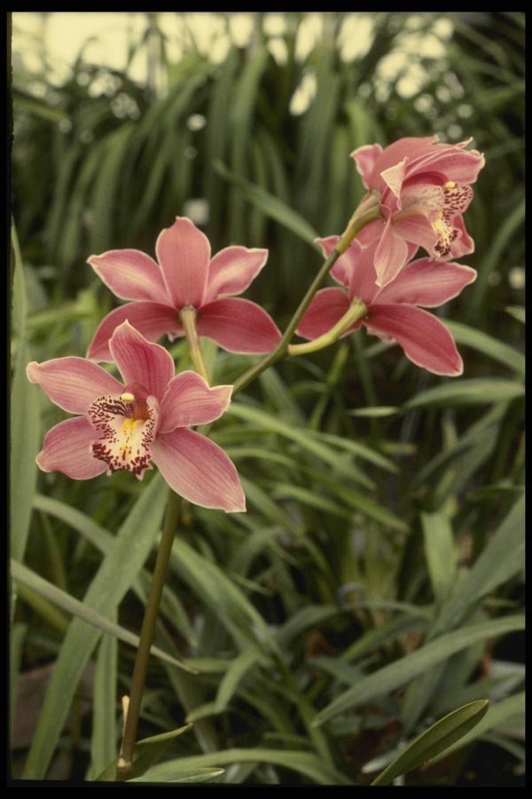 115045 New Dawn (Cymbidium) A4 Photo Print