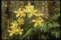 115046 Reindeer (Cymbidium) A4 Photo Print