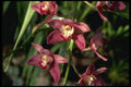 115047 Tapestry (Cymbidium) A4 Photo Print