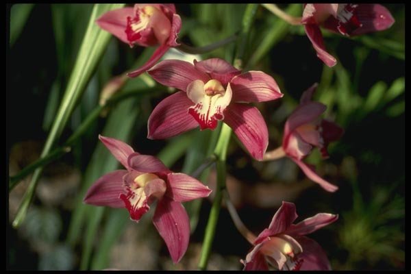115047 Tapestry (Cymbidium) A4 Photo Print