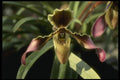 115048 Hirsutum (Cypripedium) A4 Photo Print