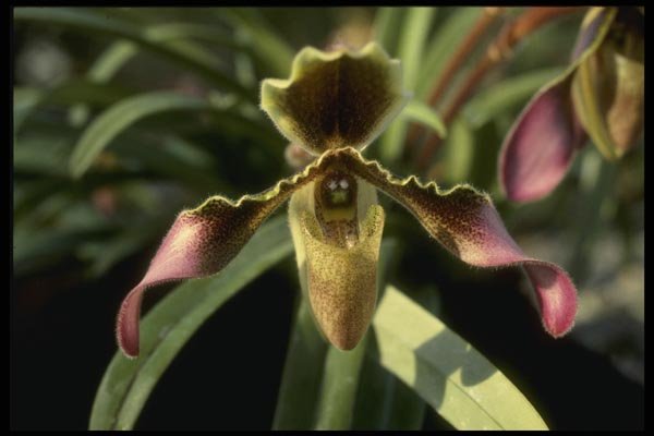 115048 Hirsutum (Cypripedium) A4 Photo Print