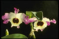 115049 Andemos 'Mountain View' (Dendrobium) A4 Photo Print