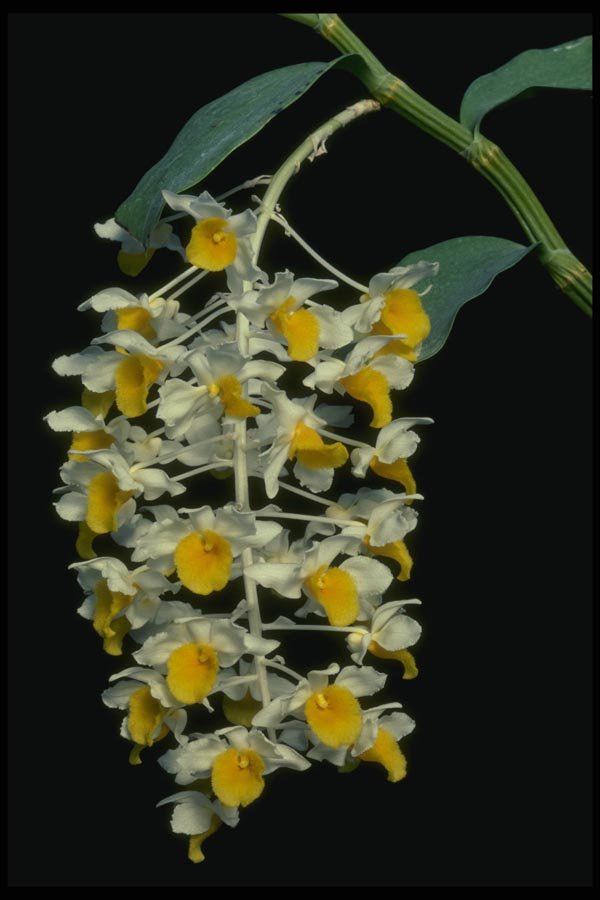 115050 Densiflorum (Dendrobium) A4 Photo Print