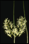 115051 Falcatum (Dendrobium) A4 Photo Print